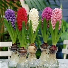 （现货）荷兰进口风信子种球水培土培均可批发紫色感觉