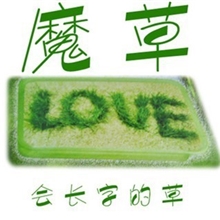 会长字魔草情人节新奇特工艺礼品小玩意微型盆景DIY玩具公仔