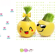 草娃娃园艺草娃娃种子草娃娃花卉新奇特家居礼品学习用品文具