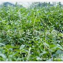 中药材种植合作社供应铁皮石斛鲜品石斛鲜条