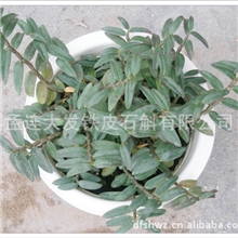 【中国好货源】供应铁皮鲜品铁皮石斛鲜品