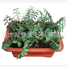 现货鲜品石斛室内盆景铁皮石斛盆景中药植物原药材