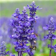 法国薰衣草纯露纯天然薰衣草纯露薰衣草花水