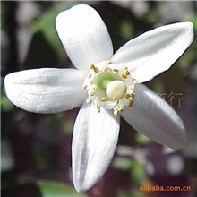 批量供应法国橙花纯露橙花花水美白保湿批发