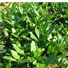 纯天然澳洲茶树纯露补水消炎纯露祛痘