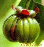 进口优质植物原材料植物提取藤黄果提取物大量现货供货