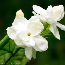 厂家直销低价批发化妆品厂家首选之茉莉香精货源稳定