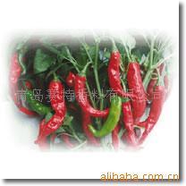 供应辣椒红