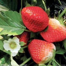 草莓香精天然持久香味纯正价格实惠