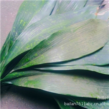 2013年峨眉山正宗粽子叶大量批发端午特供