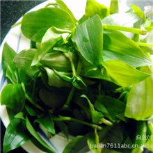 2013年峨眉山野生蔬菜系列竹叶菜全面上市绿色无公害环保蔬菜