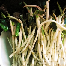 四川特产峨眉山特色野生折耳根又名鱼腥草鲜嫩抢先上市