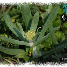 2013年峨眉山特产无污染绿色环保野生菜系之清明蒿又名鼠曲草上市