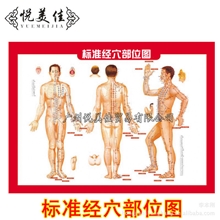 艾灸必备人体经络图挂图穴位图附常用病例施灸参考双面艾灸书