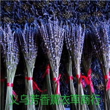 批发高质全新新疆天然薰衣草干花薰衣草干花束45-50cm义乌发货