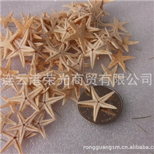 批发海星贝壳工艺品海洋装饰品小五角海星BK-GY-104