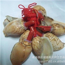 厂家直供贝壳海螺号螺吹儿童玩具贝壳口哨山水螺奶螺吹子