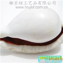 厂家直批天然海螺贝壳标本白兔螺，兔子螺，大量每2元每个