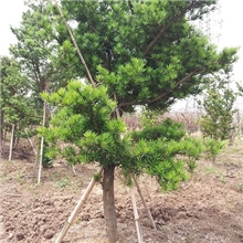 出售大量罗汉松（未造型）10-25年苗