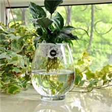 批发/供应/椭圆型水培玻璃花瓶/花插/玻璃工艺品