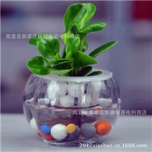【小宝】南瓜造型的玻璃花盆水培透明玻璃花瓶水培玻璃器皿