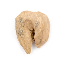 新疆硅化木吊坠摆件域石珍藏馆原石自然成形呈色戈壁域石项链坠