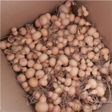 供应烙画葫芦，素葫芦，工艺葫芦,天然葫芦