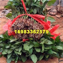 批发四季玫瑰种苗，云南玫瑰扦插苗，玫瑰苗批发，玫瑰苗价格