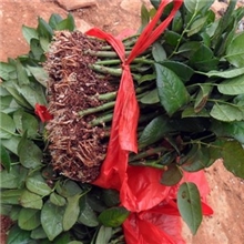 批发优质玫瑰苗玫瑰扦插苗花卉花卉种苗园林盆栽苗木