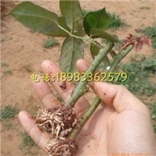 玫瑰苗种子种苗花卉种子批发绿化种子种苗种子绿化种苗