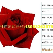 批发供应大花月季种苗丰花月季苗红藤本月季苗适应力强