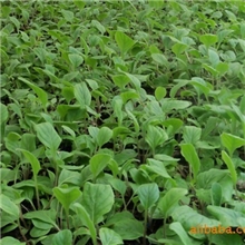 杜氏春德花卉种苗基地盆栽绿植花卉非洲菊种苗产量高.花期长