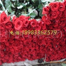 批发玫瑰花玫瑰鲜花玫瑰切花鲜花批发情人节用花红玫瑰