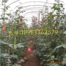 云南切花玫瑰苗四季花卉种苗