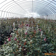 供应玫瑰扦插苗|玫瑰花苗|花卉种苗绿植盆栽植物