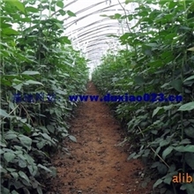 盆栽花卉月季苗绿化扦插苗垂直绿化玫瑰种苗