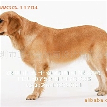 动物装饰画查尔斯王狗狗装饰画十二生肖狗狗