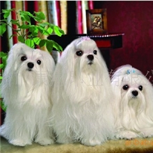 立体画批发/立体印刷/三维立体画批发/立体光栅加工