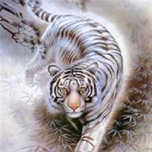 立体印刷/立体画印刷/UV立体印刷/立体画批发/虎图