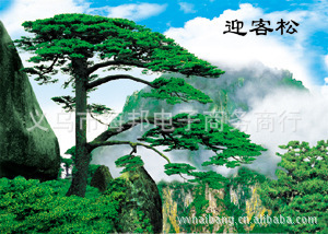 高清三维立体画，风景迎客松立体画批发，款式多样
