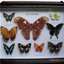 真蝴蝶本霸王9蝶创意工艺品，家居/新房/送礼馈赠精美工艺品