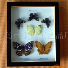 供应厂家定制（精美蝴蝶标本相框）