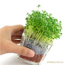 厂家批发负离子陶碳球升级版迷你盆栽种子桌面绿植