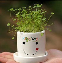 厂家批发迷你盆栽幸运天使植栽