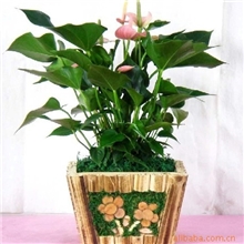 供应环保、吸收二氧化碳及增加空气中负离子的无土花卉