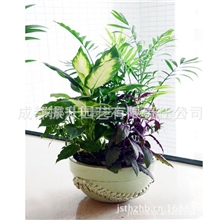 供应无土栽培室内水培花卉室内盆栽诚招区域代理商欢迎询价