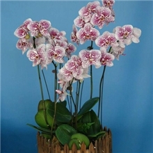 供应新奇、环保、造型独特的无土室内组合花卉