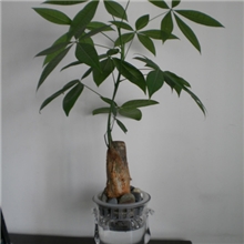 供应水培发财树室内植物诚招区域代理加盟开店加盟代理