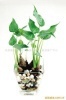 供应水培花卉滴水观音诚招区域代理商品牌代理加盟