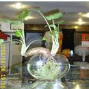 供应无土栽培室内小花鱼供养水培植物室内小盆景诚招区域代理商